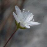 Arenaria provincialis Fleur