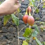 Solanum betaceumVaisius