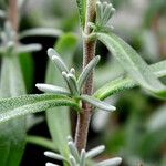 Lavandula angustifolia Leaf