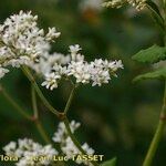 Fagopyrum cymosum Flower