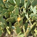 Opuntia leucotrichaVirág