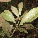 Acalypha apodanthes Leaf