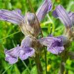 Orobanche purpurea Bloem