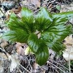 Cardamine enneaphyllos Feuille