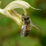 Salvia glutinosa Квітка