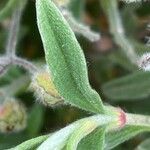 Cistus parviflorus Feuille