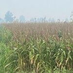 Sorghum bicolor Blomst