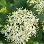 Cornus sanguinea Blomma