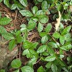 Ardisia japonica Φύλλο