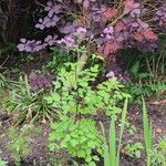 Thalictrum aquilegiifoliumFlower