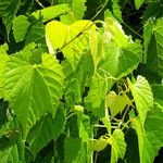 Vitis vulpina 葉