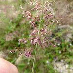 Eragrostis tenella Flower