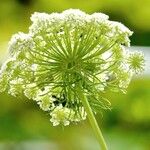 Ammi majus Leaf