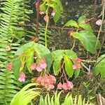 Begonia coccineaLorea