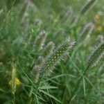 Trifolium angustifolium Kvet