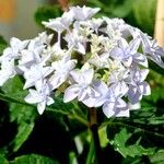 Hydrangea spp. Habitus