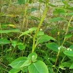 Impatiens balfourii Bark