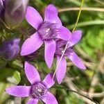 Gentianella germanicaFloare