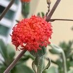 Kleinia fulgens Flower