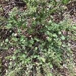 Clinopodium menthifolium Vekstform