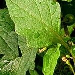 Solanum villosum Leaf