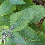 Lepechinia hastata Hoja
