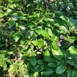 Prunus spinosa Плод