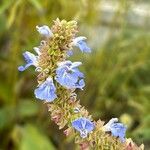 Salvia uliginosa Bloem