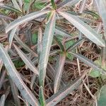 Barleria lupulina 叶