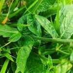 Elephantopus elatus Hoja