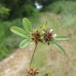 Trifolium scabrum Blodyn