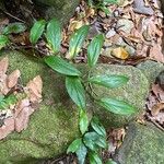 Monstera dilacerata Fulla