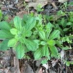 Gamochaeta pensylvanica Leaf