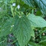 Verbena urticifoliaFoglia