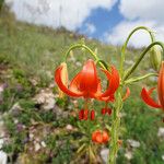 Lilium carniolicum Bloem