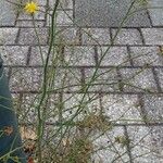 Chondrilla juncea Alkat (teljes növény)