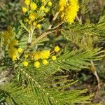 Acacia decurrens Feuille