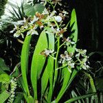 Oncidium altissimum Elinympäristö