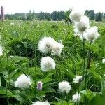 Eriophorum scheuchzeri Λουλούδι