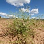 Cycloloma atriplicifolium Habit