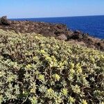 Euphorbia balsamifera Habitat