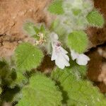 Stachys saxicola Hábito