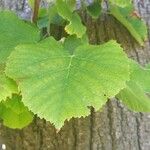 Tilia tomentosaLeaf