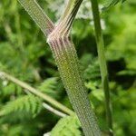 Chaerophyllum aureum Bark