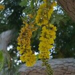 Peltophorum africanum Flower
