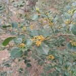 Rhamnus alaternus花