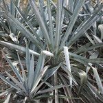 Agave sisalana 整株植物