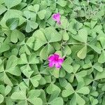 Oxalis floribunda