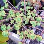 Rhodiola pachyclados Φύλλο