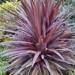 Cordyline australis Habitatea